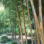 A stand of bamboo trees. Photo by JL, (c) ASC