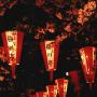 Illuminated lanterns at a cherry blossom festival in Ueno Park Tokyo. Photo (c) KV, all rights reserved